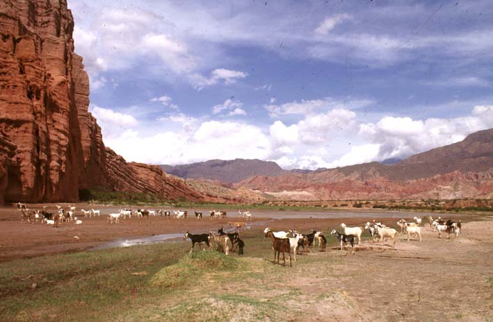 Panorama de Rio Calchaqui * Cafayate