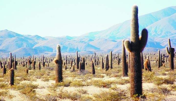 Parque Nacional de los Cardones